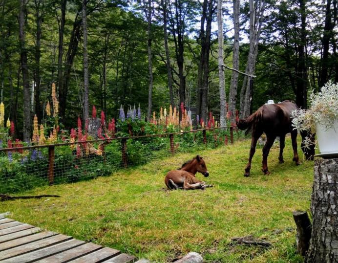Bosque Holistico Del Fin Del Mundo Ξενοδοχείο Ουσουάια Εξωτερικό φωτογραφία