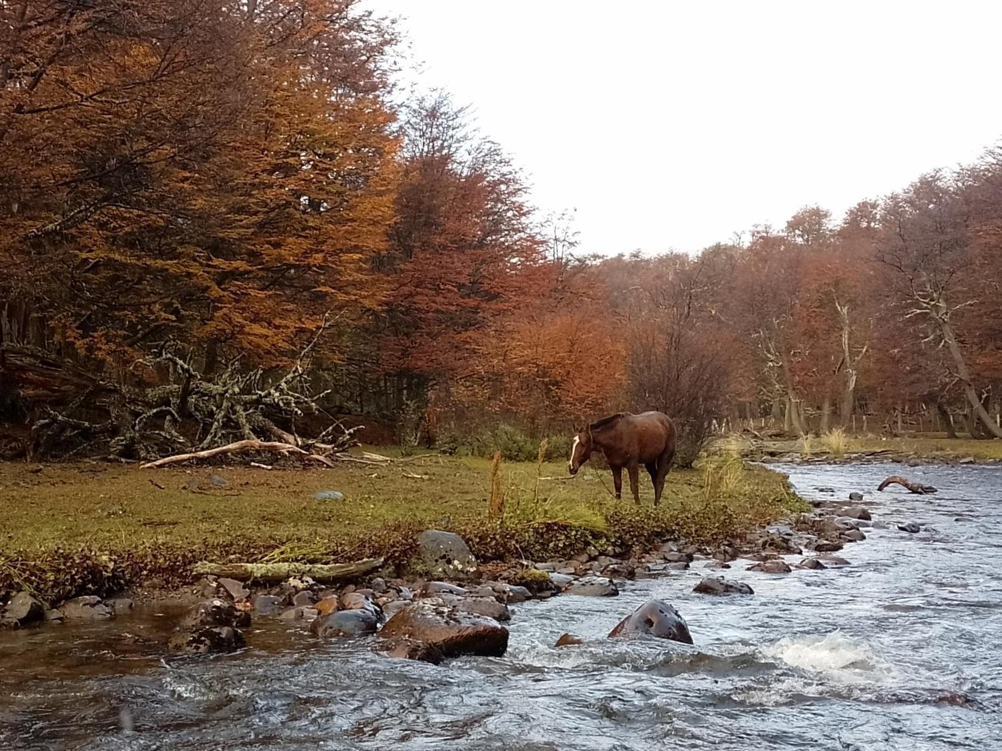 Bosque Holistico Del Fin Del Mundo Ξενοδοχείο Ουσουάια Δωμάτιο φωτογραφία
